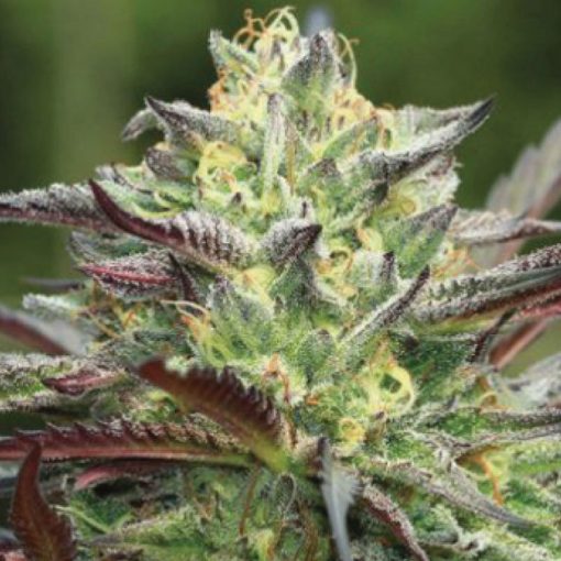 All-Gas-OG-Feminized-Cannabis-Seeds-Flower