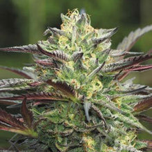 GS Cookie - Feminzed - Seed Pack