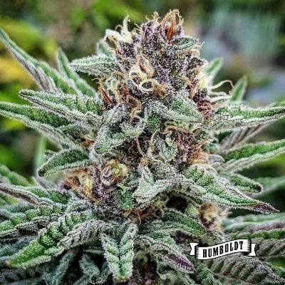 Blueberry-Muffin-Feminized-Cannabis-Seed-Humboldt-Flower