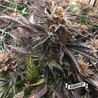Pineapple Muffin - Auto - 3 Seeds