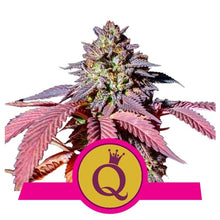 Purple Queen - Feminised - 1 seed